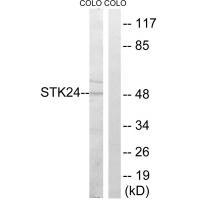 STK24 Antibody