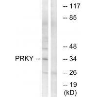 PRKY Antibody