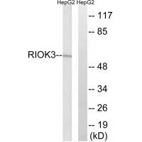 RIOK3 Antibody