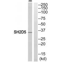 SH2D5 Antibody
