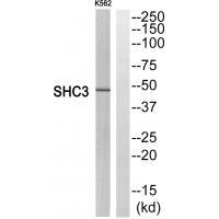SHC3 Antibody