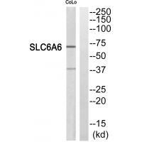 SC6A6 Antibody
