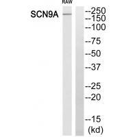 SCN9A Antibody