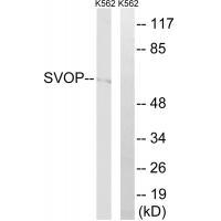 SVOP Antibody
