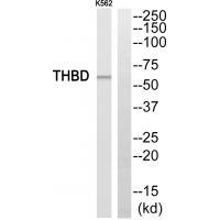THBD Antibody
