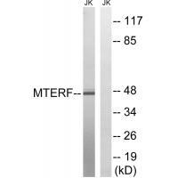 MTERF Antibody