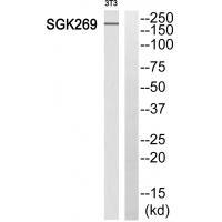 SGK269 Antibody
