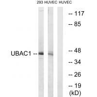 UBAC1 Antibody