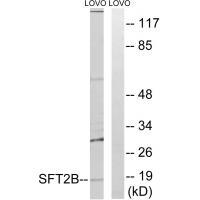 SFT2B Antibody