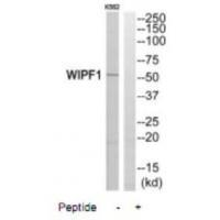 WIPF1 Antibody