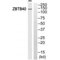 ZBTB40 Antibody