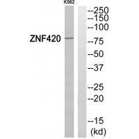 ZNF420 Antibody