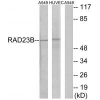 RAD23B Antibody