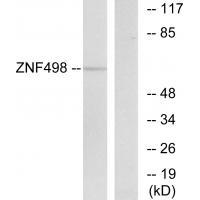 ZNF498 Antibody