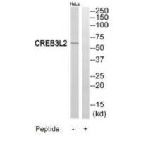CREB3L2 Antibody