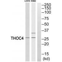 THOC4 Antibody