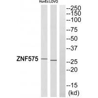 ZNF575 Antibody