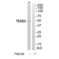 TEAD3 Antibody