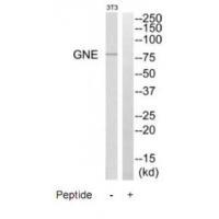 GNE Antibody