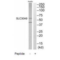 SLC30A9 Antibody
