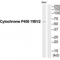 Cytochrome P450 11B1/2 Antibody