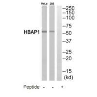HBAP1 Antibody
