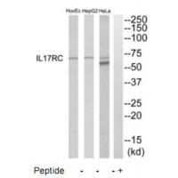 IL17RC Antibody