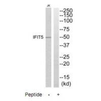IFIT5 Antibody