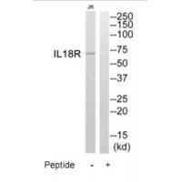 IL18R Antibody