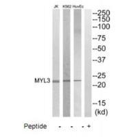 MYL3 Antibody