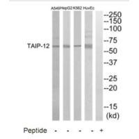 TAIP2 Antibody