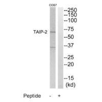 TAIP-2 Antibody