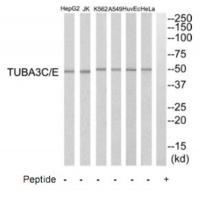 TUBA3C/E Antibody