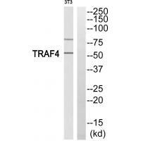 TRAF4 Antibody