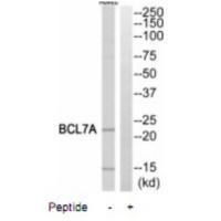 BCL7A Antibody