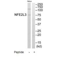 NFE2L3 Antibody