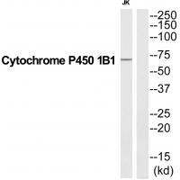 CP1B1 Antibody