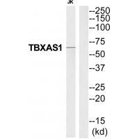 THAS Antibody