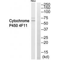 Cytochrome P450 4F11 Antibody
