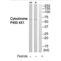 Cytochrome P450 4X1 Antibody