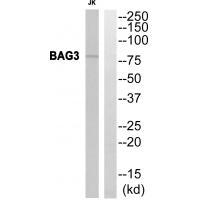 BAG3 Antibody