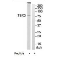 TBX3 Antibody