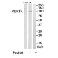 MERTK Antibody