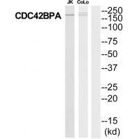 MRCKa Antibody