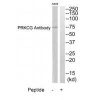 PRKCG Antibody