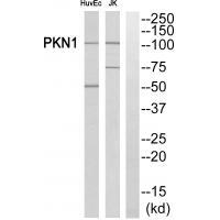 PKN1/PRK1 Antibody