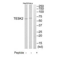 TESK2 Antibody