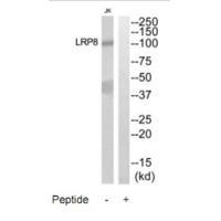 LRP8 Antibody