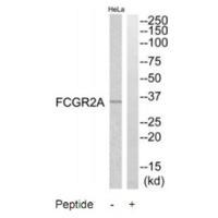 FCGR2A Antibody