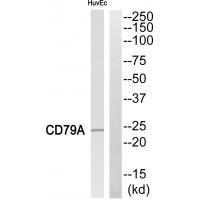 CD79A Antibody